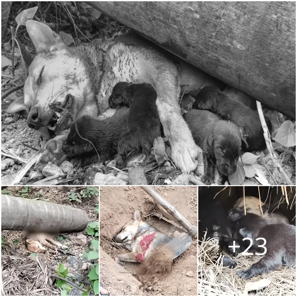 A Mother’s Unwavering Devotion: A Dog’s Heroic Act of Saving Her Puppies from a Downed Tree