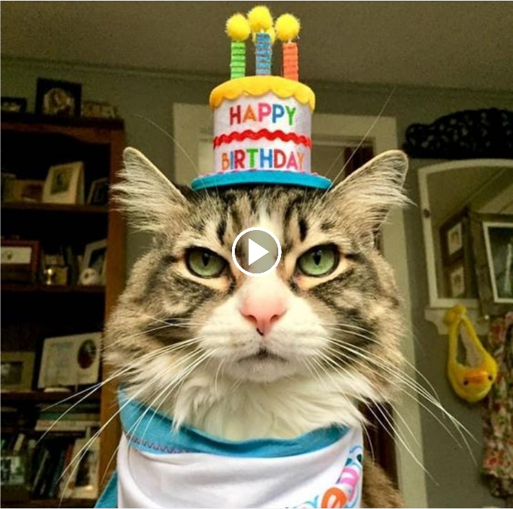 “Celebrating Cold Cat’s Birthday – Embracing the Enigma with Joy!”