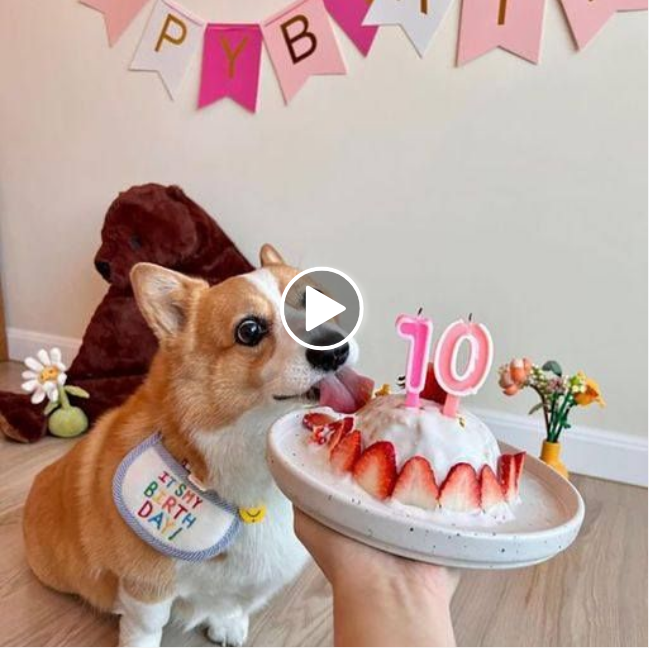 Pawsitively Fun: Celebrating Our Canine Companion’s Special Day with Fur-tastic Festivities