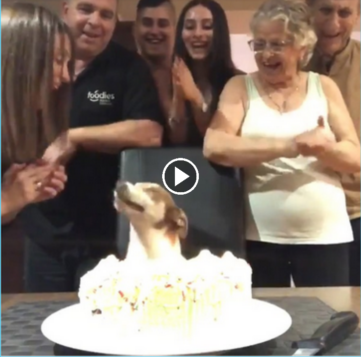 Surprising Pooch Party: A Birthday Celebration that Left the Whole Family Happy and Amazed