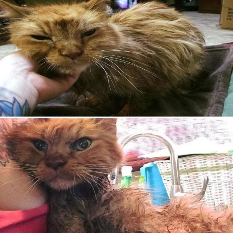 Joyful 20-Year-Old Feline Finds Bliss in His New Loving Home with Endless Purring